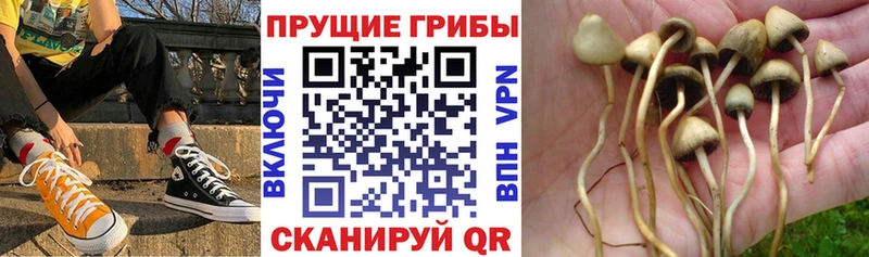 Галлюциногенные грибы мицелий  где найти   ссылка на мегу ссылки  Гудермес 